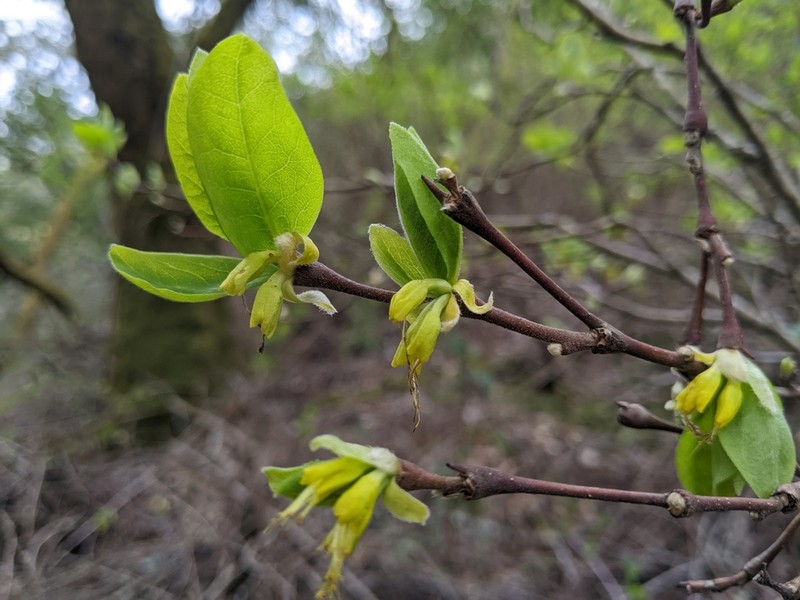 Western Leatherwood photo 6