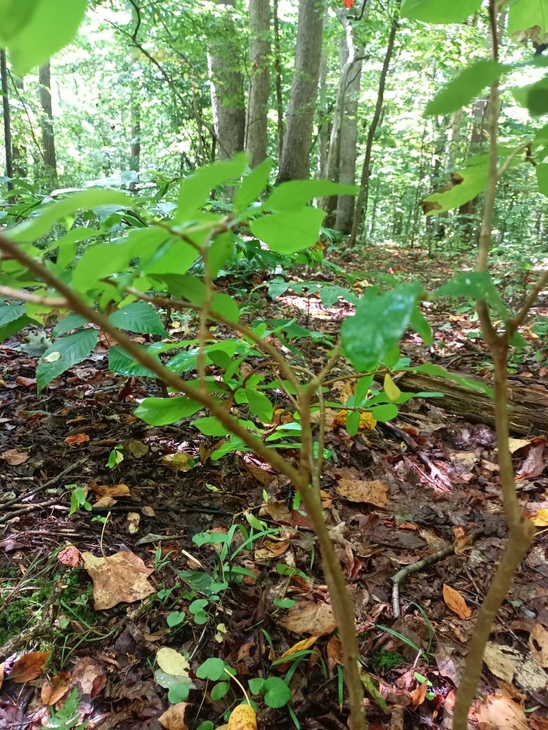 Eastern Leatherwood photo 3