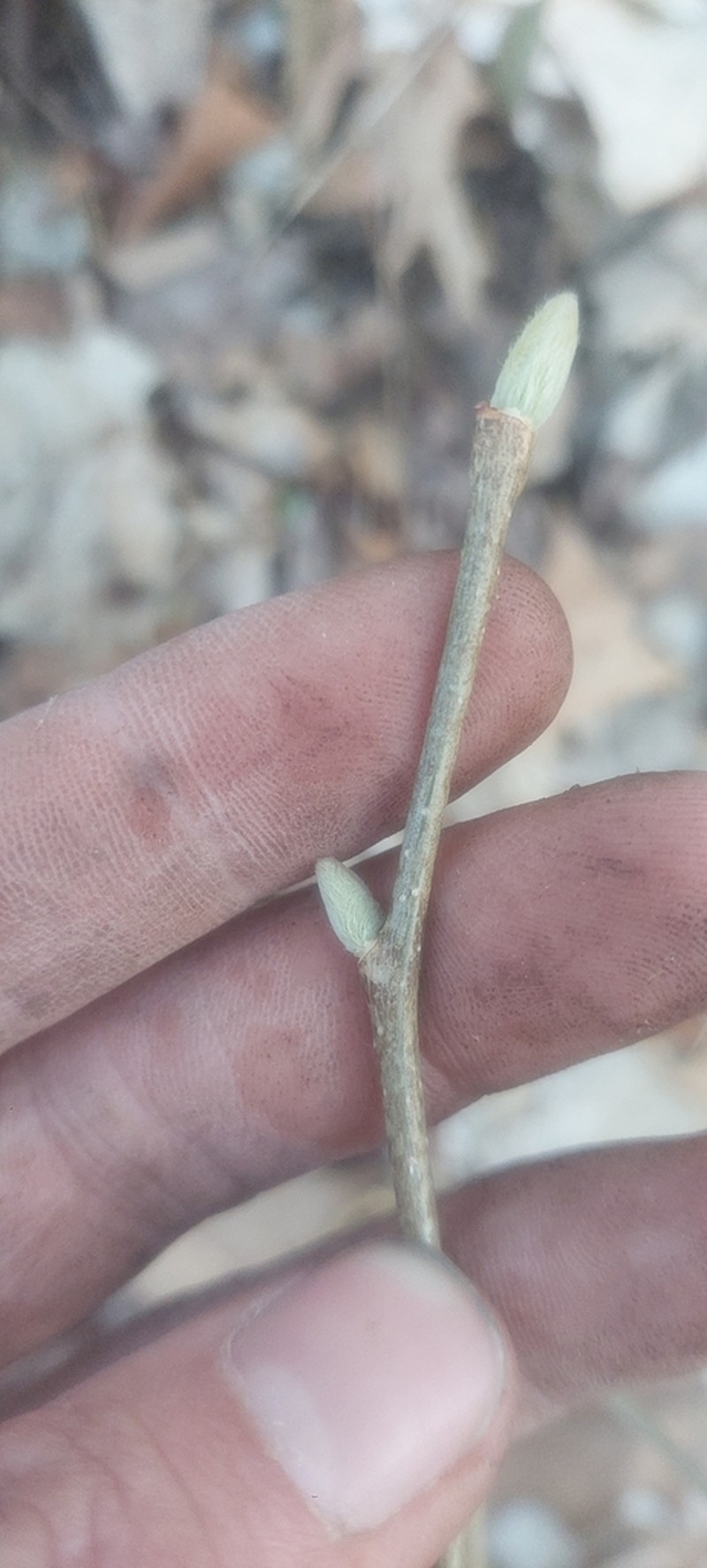 Eastern Leatherwood photo 7