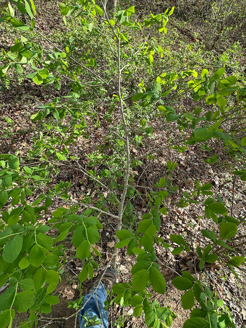 Eastern Leatherwood photo 8