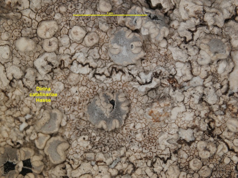 Dirina Lichen