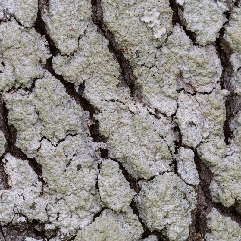 Dirinaria Lichen