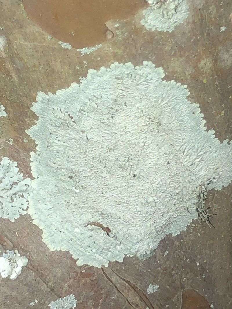 Dirinaria Lichen photo 2