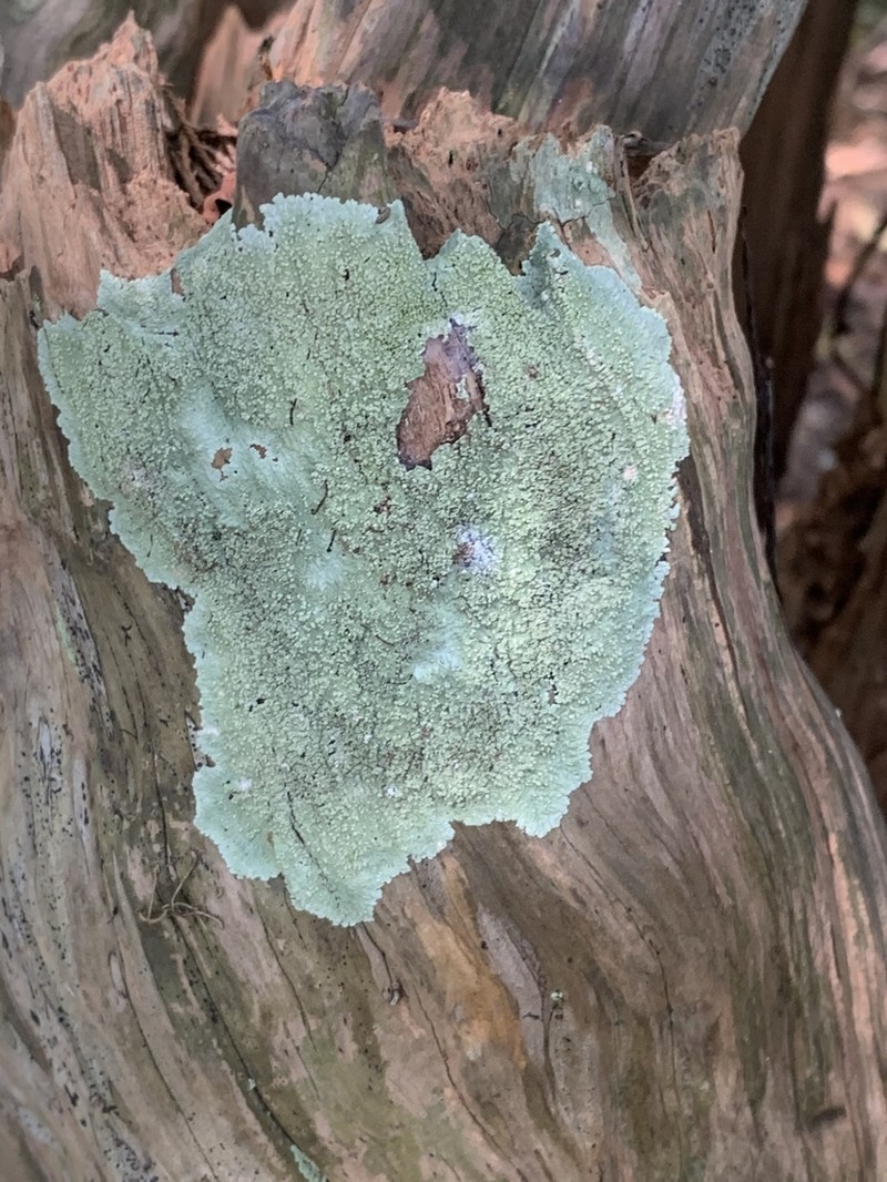 Dirinaria Lichen photo 3