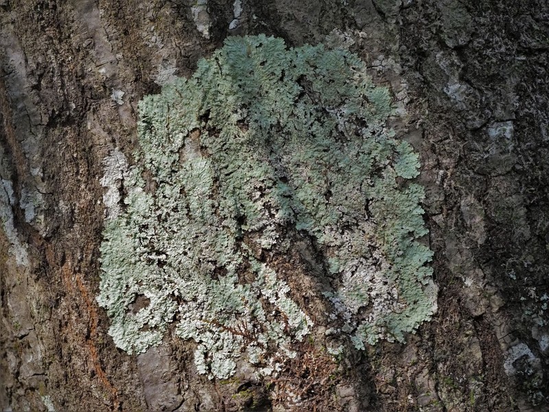 Dirinaria Lichen photo 4
