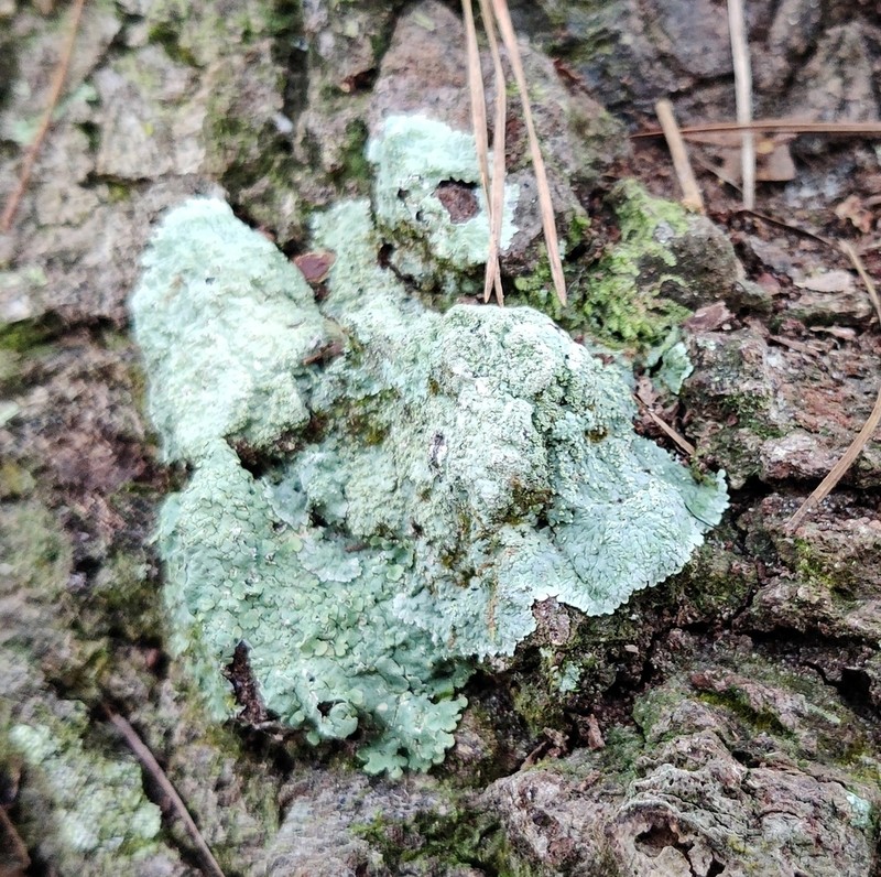 Dirinaria Lichen photo 5
