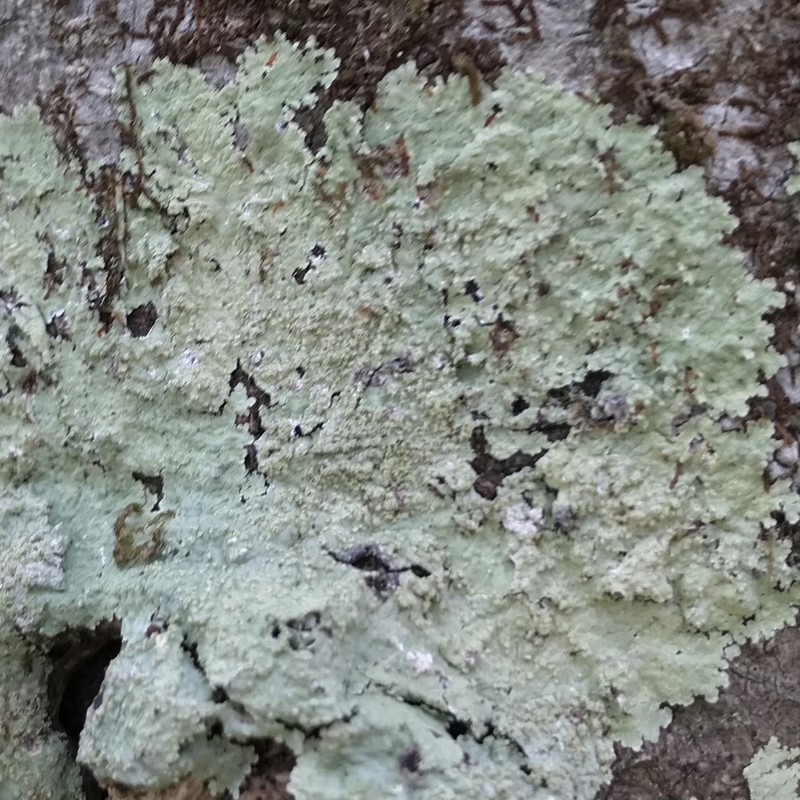 Dirinaria Lichen photo 6