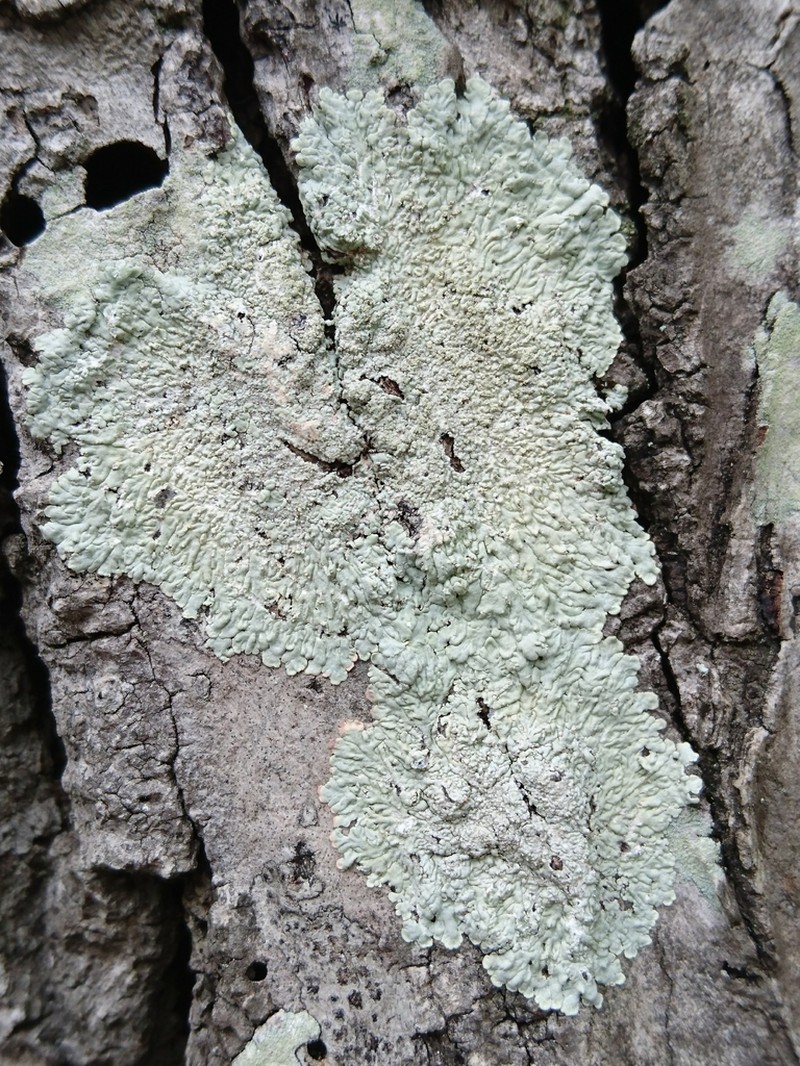Dirinaria Lichen photo 7