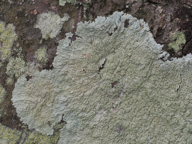 Dirinaria Lichen photo 8