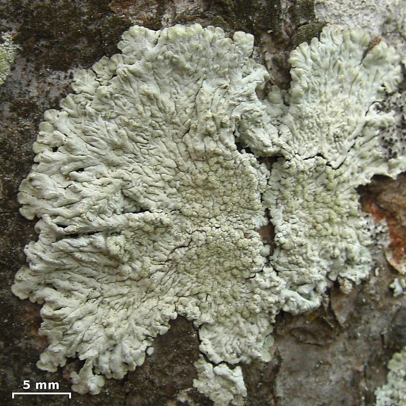 Dirinaria Lichen