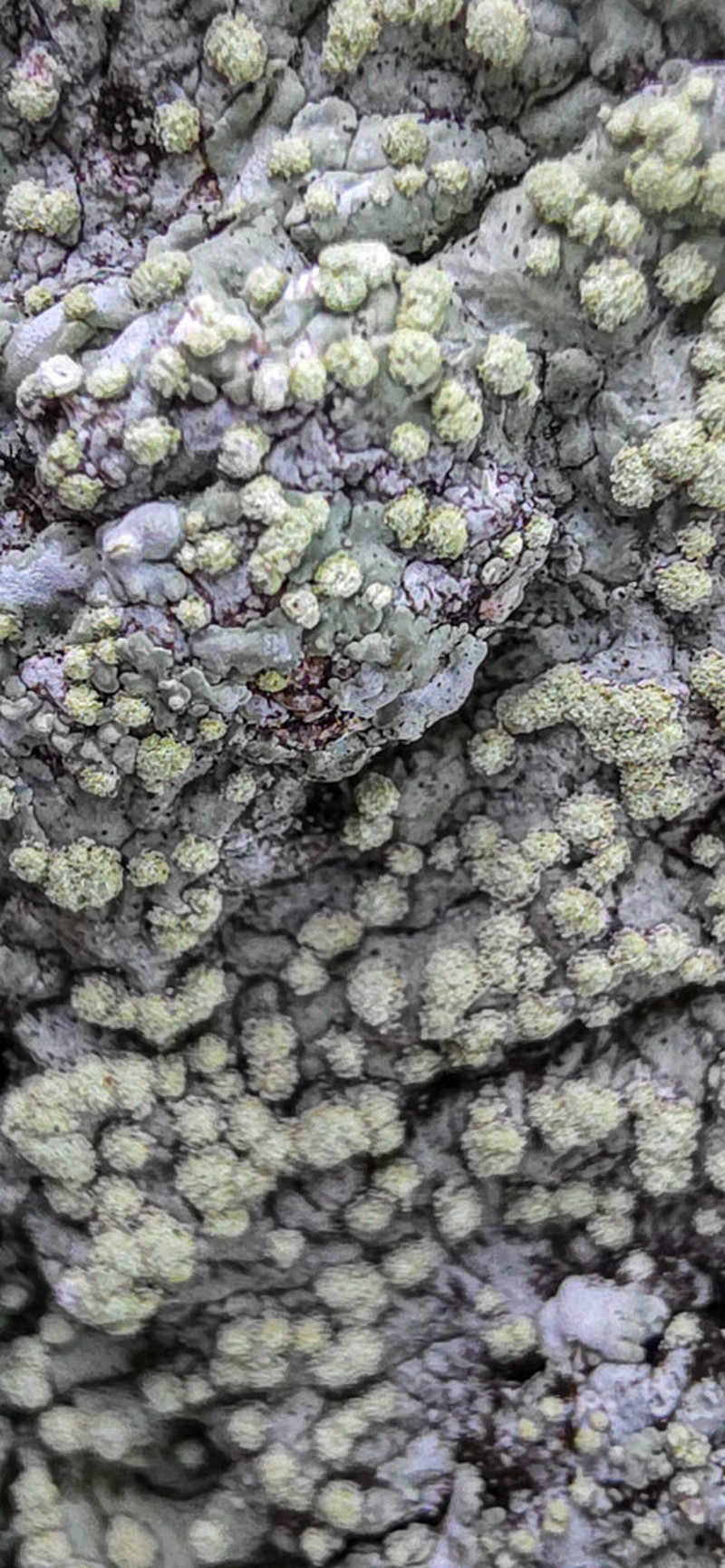 Dirinaria Lichen