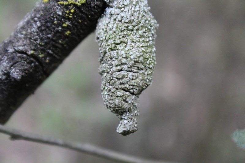 Dirinaria Lichen photo 2