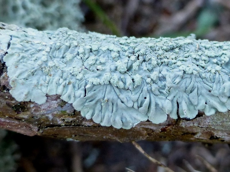 Dirinaria Lichen photo 3