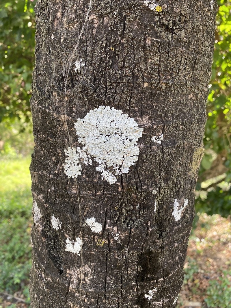 Dirinaria Lichen photo 4
