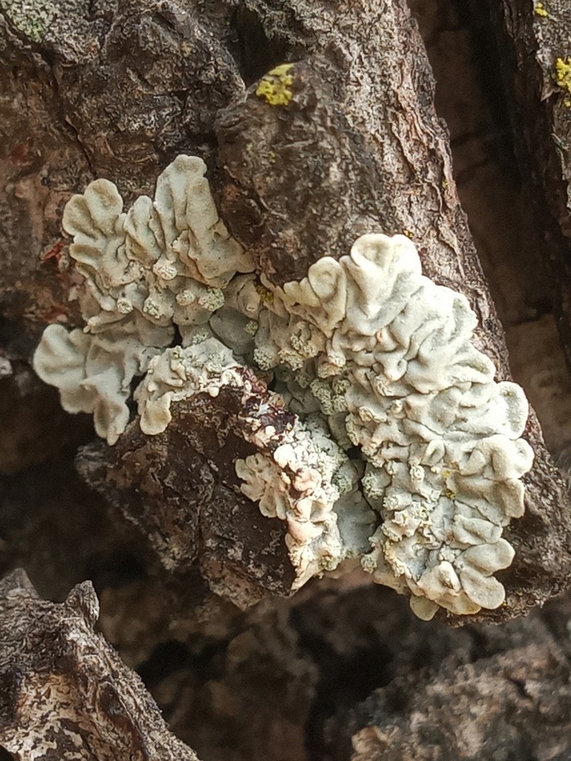 Dirinaria Lichen photo 5