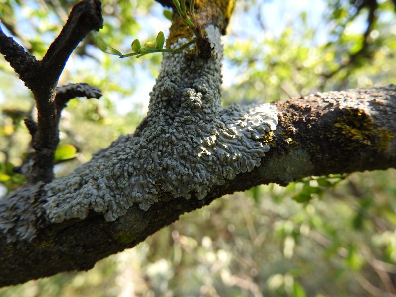 Dirinaria Lichen photo 6