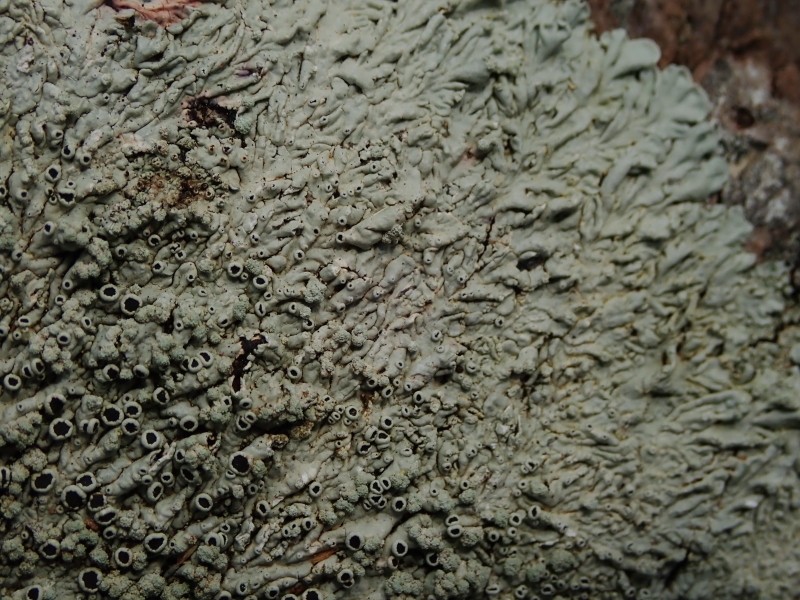 Dirinaria Lichen photo 7
