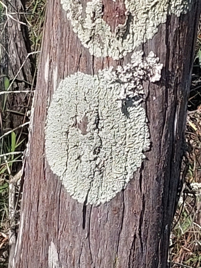 Dirinaria Lichen photo 8