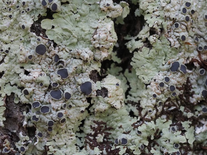 Dirinaria Lichen