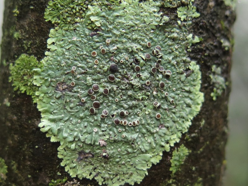 Dirinaria Lichen