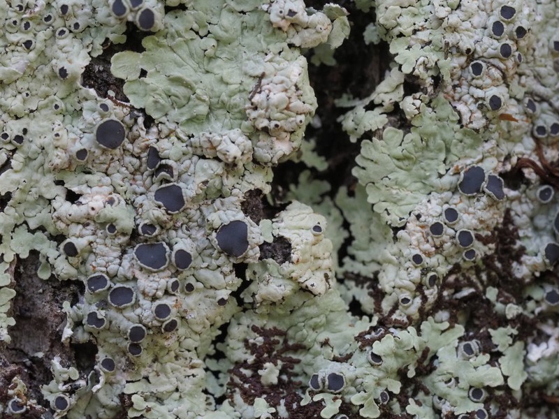 Dirinaria Lichen photo 2