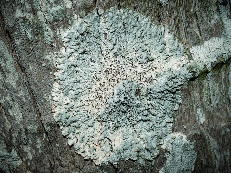 Dirinaria Lichen photo 3