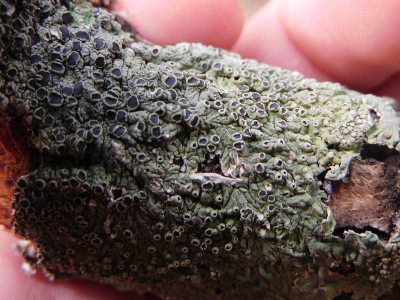 Dirinaria Lichen photo 4