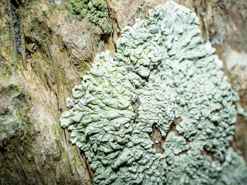Dirinaria Lichen photo 7