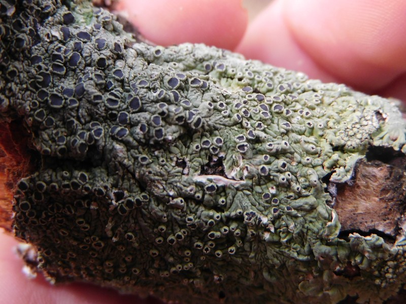 Dirinaria Lichen photo 8