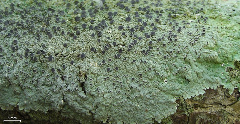 Dirinaria Lichen