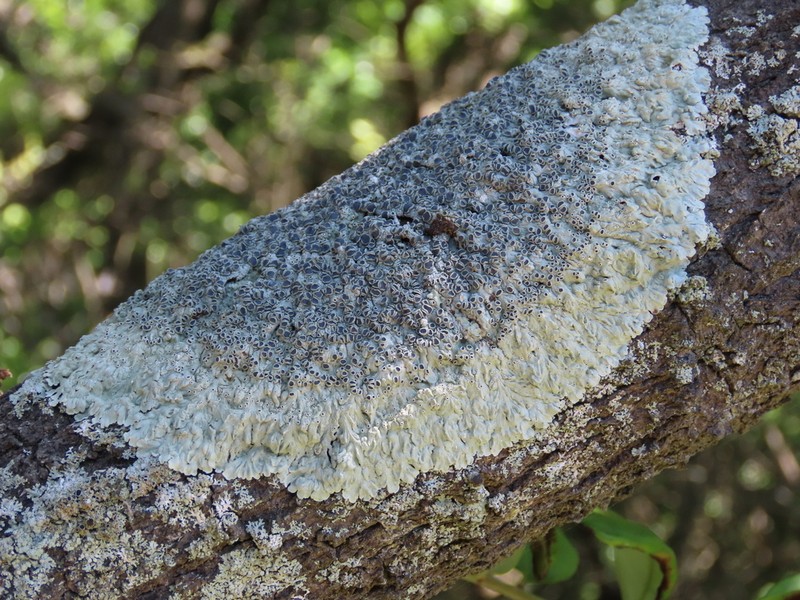 Dirinaria Lichen
