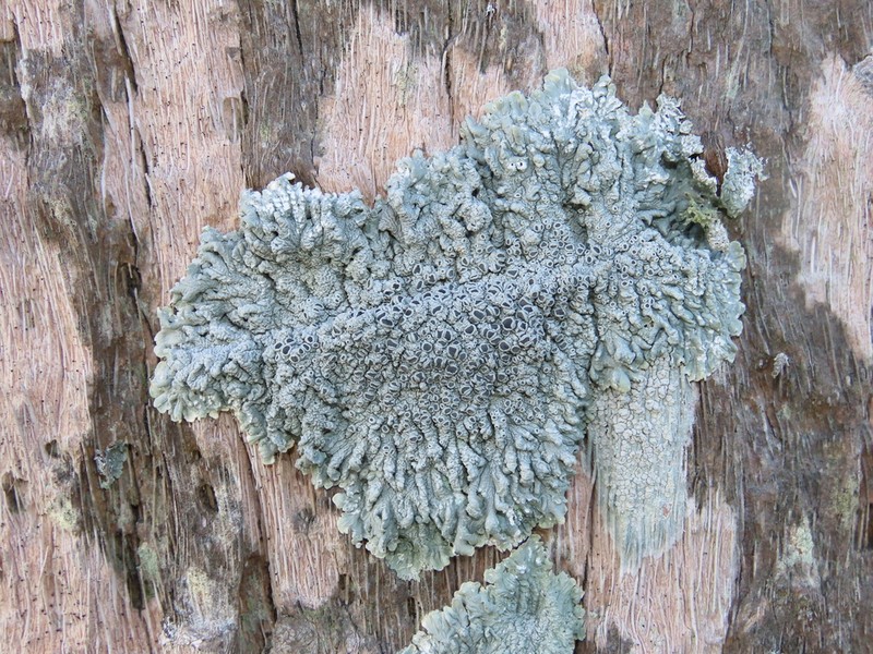 Dirinaria Lichen photo 2