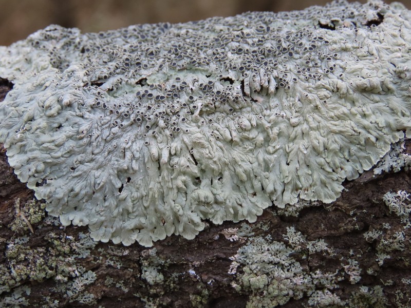 Dirinaria Lichen photo 3
