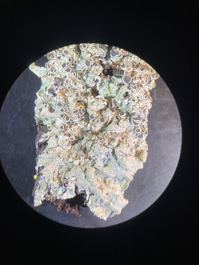 Dirinaria Lichen photo 4