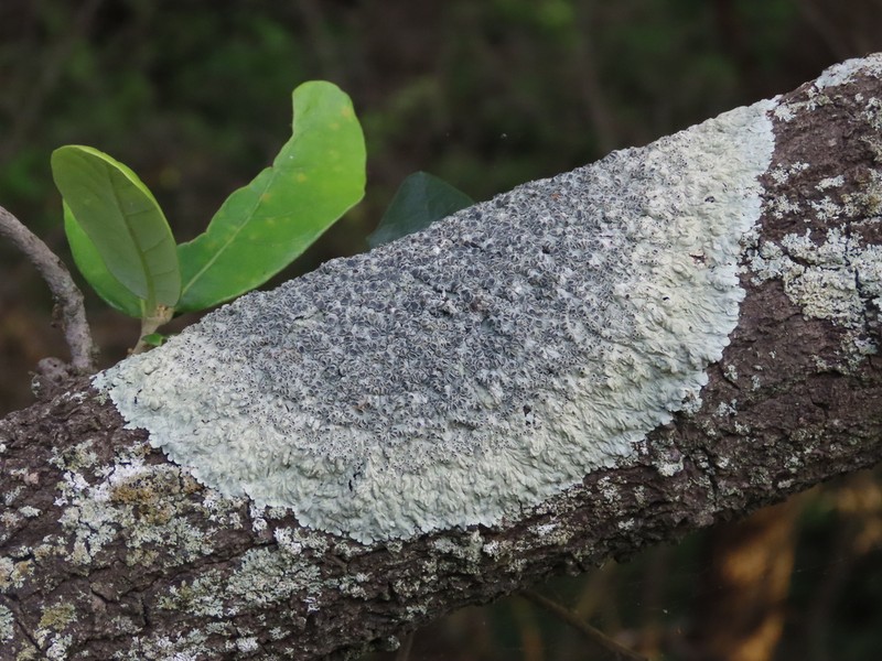 Dirinaria Lichen photo 5