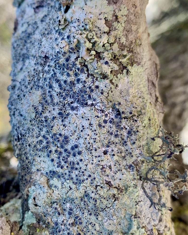 Dirinaria Lichen photo 6