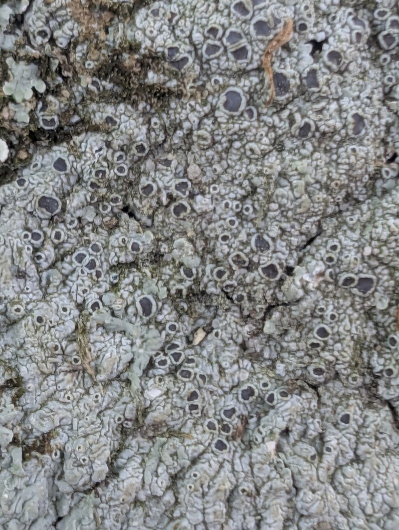 Dirinaria Lichen photo 7