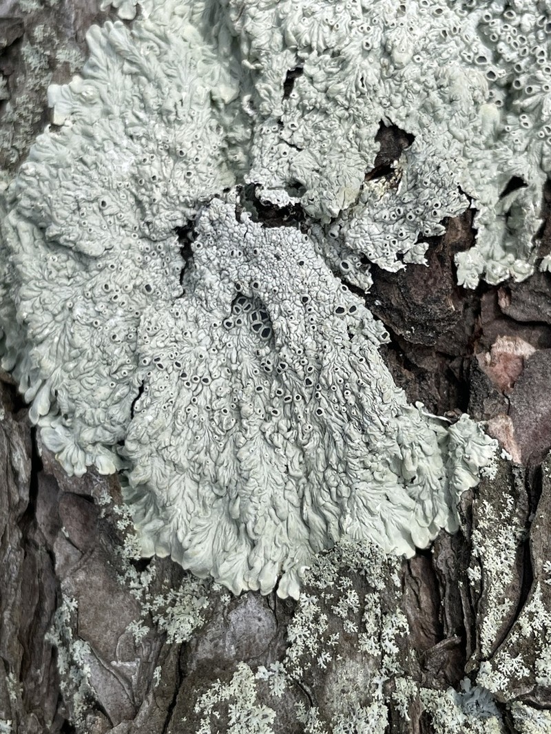Dirinaria Lichen photo 8