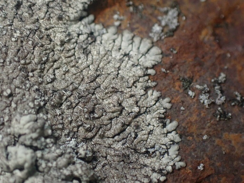 Frost's Dirinaria Lichen