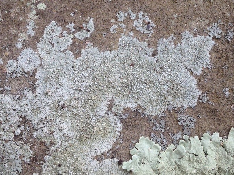 Frost's Dirinaria Lichen photo 2