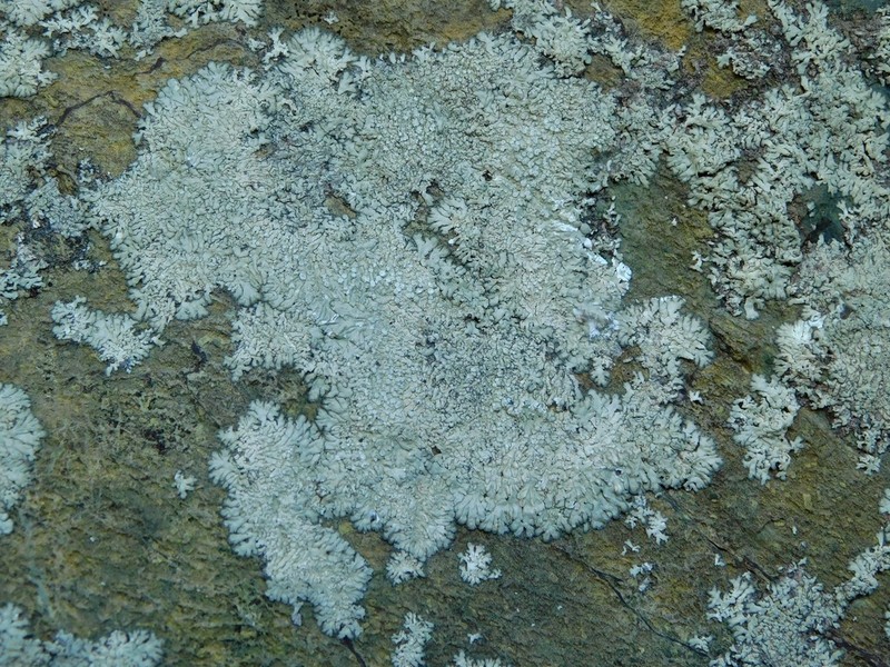 Frost's Dirinaria Lichen photo 3