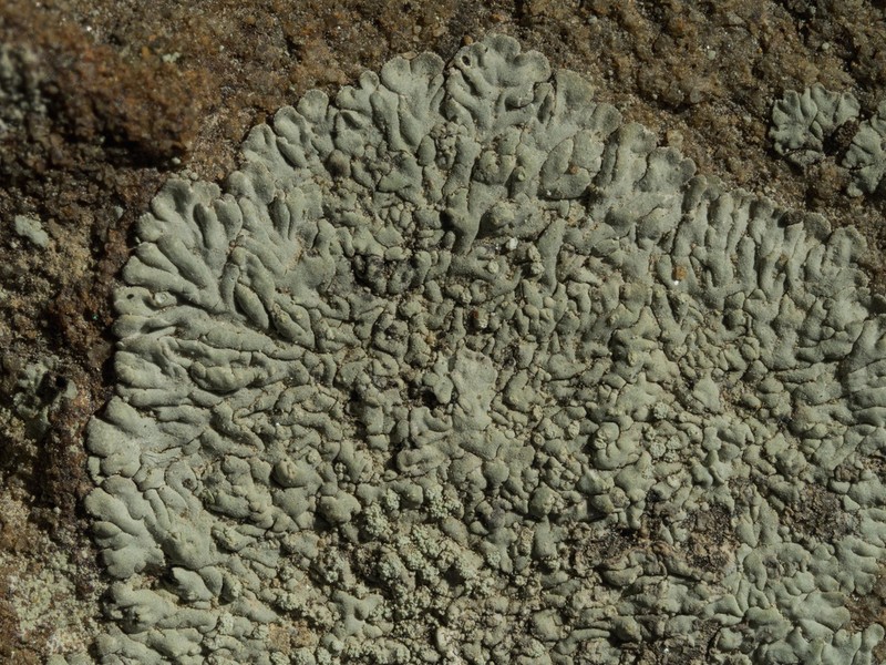 Frost's Dirinaria Lichen photo 4