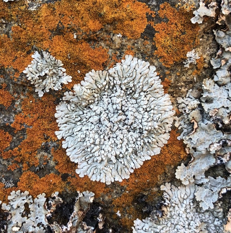 Frost's Dirinaria Lichen photo 5