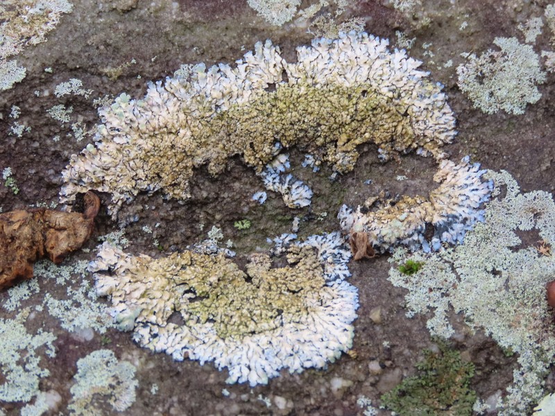 Frost's Dirinaria Lichen photo 6