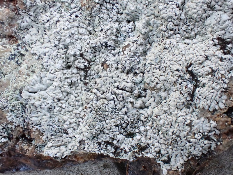Frost's Dirinaria Lichen photo 7