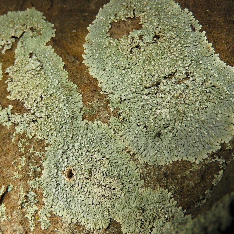 Frost's Dirinaria Lichen photo 8