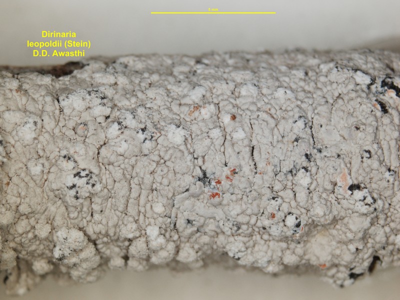 Dirinaria leopoldii