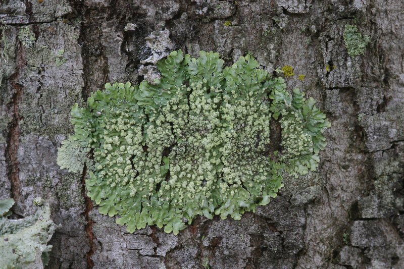 Dirinaria Lichen