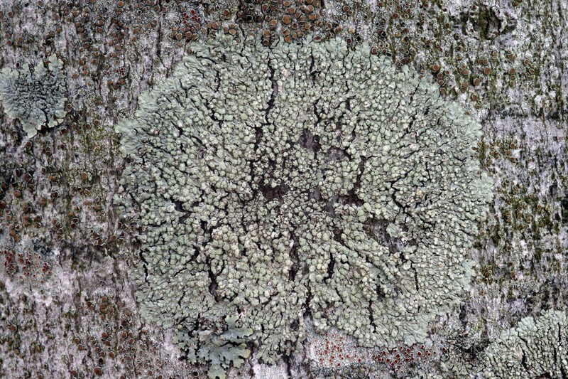 Dirinaria Lichen