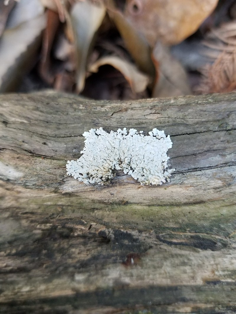 Dirinaria Lichen photo 2